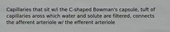 Capillaries that sit w/i the C-shaped Bowman's capsule, tuft of capillaries aross which water and solute are filtered, connects the afferent arteriole w/ the efferent arteriole