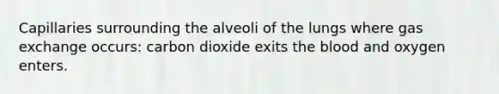 Capillaries surrounding the alveoli of the lungs where <a href='https://www.questionai.com/knowledge/kU8LNOksTA-gas-exchange' class='anchor-knowledge'>gas exchange</a> occurs: carbon dioxide exits <a href='https://www.questionai.com/knowledge/k7oXMfj7lk-the-blood' class='anchor-knowledge'>the blood</a> and oxygen enters.