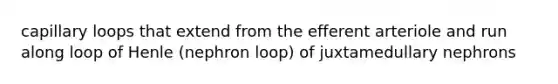 capillary loops that extend from the efferent arteriole and run along loop of Henle (nephron loop) of juxtamedullary nephrons