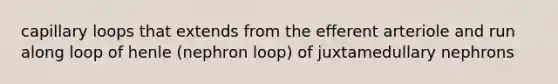 capillary loops that extends from the efferent arteriole and run along loop of henle (nephron loop) of juxtamedullary nephrons