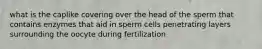 what is the caplike covering over the head of the sperm that contains enzymes that aid in sperm cells penetrating layers surrounding the oocyte during fertilization