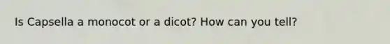 Is Capsella a monocot or a dicot? How can you tell?