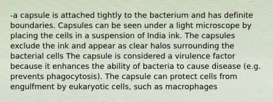 -a capsule is attached tightly to the bacterium and has definite boundaries. Capsules can be seen under a light microscope by placing the cells in a suspension of India ink. The capsules exclude the ink and appear as clear halos surrounding the bacterial cells The capsule is considered a virulence factor because it enhances the ability of bacteria to cause disease (e.g. prevents phagocytosis). The capsule can protect cells from engulfment by eukaryotic cells, such as macrophages