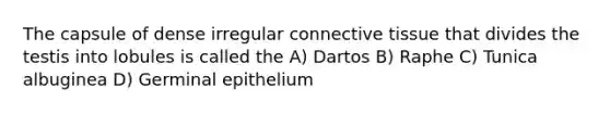 The capsule of dense irregular <a href='https://www.questionai.com/knowledge/kYDr0DHyc8-connective-tissue' class='anchor-knowledge'>connective tissue</a> that divides the testis into lobules is called the A) Dartos B) Raphe C) Tunica albuginea D) Germinal epithelium