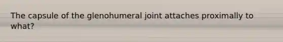 The capsule of the glenohumeral joint attaches proximally to what?