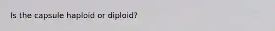 Is the capsule haploid or diploid?