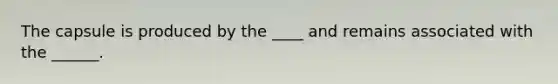 The capsule is produced by the ____ and remains associated with the ______.