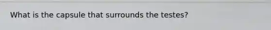 What is the capsule that surrounds the testes?