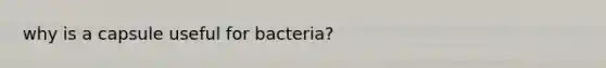 why is a capsule useful for bacteria?