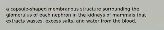 a capsule-shaped membranous structure surrounding the glomerulus of each nephron in the kidneys of mammals that extracts wastes, excess salts, and water from the blood.