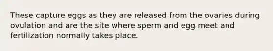 These capture eggs as they are released from the ovaries during ovulation and are the site where sperm and egg meet and fertilization normally takes place.