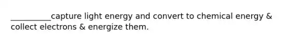 __________capture light energy and convert to chemical energy & collect electrons & energize them.