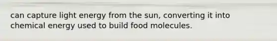 can capture light energy from the sun, converting it into chemical energy used to build food molecules.