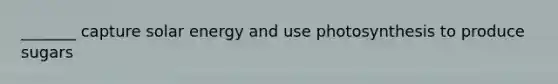 _______ capture solar energy and use photosynthesis to produce sugars