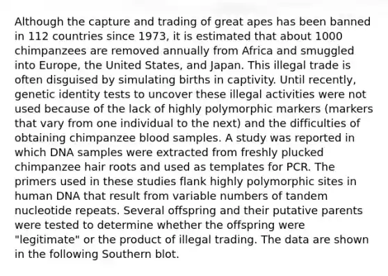 Although the capture and trading of great apes has been banned in 112 countries since 1973, it is estimated that about 1000 chimpanzees are removed annually from Africa and smuggled into Europe, the United States, and Japan. This illegal trade is often disguised by simulating births in captivity. Until recently, genetic identity tests to uncover these illegal activities were not used because of the lack of highly polymorphic markers (markers that vary from one individual to the next) and the difficulties of obtaining chimpanzee blood samples. A study was reported in which DNA samples were extracted from freshly plucked chimpanzee hair roots and used as templates for PCR. The primers used in these studies flank highly polymorphic sites in human DNA that result from variable numbers of tandem nucleotide repeats. Several offspring and their putative parents were tested to determine whether the offspring were "legitimate" or the product of illegal trading. The data are shown in the following Southern blot.