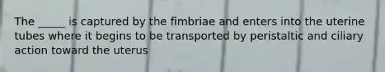 The _____ is captured by the fimbriae and enters into the uterine tubes where it begins to be transported by peristaltic and ciliary action toward the uterus