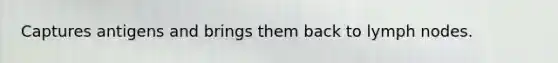 Captures antigens and brings them back to lymph nodes.