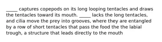 _____ captures copepods on its long looping tentacles and draws the tentacles toward its mouth. _____ lacks the long tentacles, and cilia move the prey into grooves, where they are entangled by a row of short tentacles that pass the food the the labial trough, a structure that leads directly to the mouth