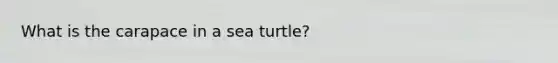 What is the carapace in a sea turtle?