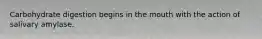 Carbohydrate digestion begins in the mouth with the action of salivary amylase.