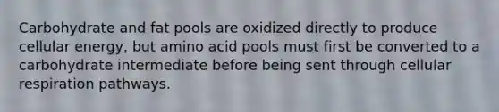 Carbohydrate and fat pools are oxidized directly to produce cellular energy, but amino acid pools must first be converted to a carbohydrate intermediate before being sent through cellular respiration pathways.