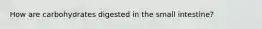 How are carbohydrates digested in the small intestine?