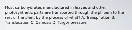 Most carbohydrates manufactured in leaves and other photosynthetic parts are transported through the phloem to the rest of the plant by the process of what? A. Transpiration B. Translocation C. Osmosis D. Turgor pressure