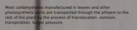 Most carbohydrates manufactured in leaves and other photosynthetic parts are transported through the phloem to the rest of the plant by the process of translocation. osmosis. transpiration. turgor pressure.