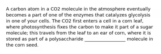 A carbon atom in a CO2 molecule in the atmosphere eventually becomes a part of one of the enzymes that catalyzes glycolysis in one of your cells. The CO2 first enters a cell in a corn leaf, where photosynthesis fixes the carbon to make it part of a sugar molecule; this travels from the leaf to an ear of corn, where it is stored as part of a polysaccharide __________________ molecule in the corn seed.