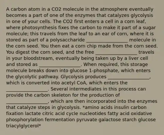 A carbon atom in a CO2 molecule in the atmosphere eventually becomes a part of one of the enzymes that catalyzes glycolysis in one of your cells. The CO2 first enters a cell in a corn leaf, where photosynthesis fixes the carbon to make it part of a sugar molecule; this travels from the leaf to an ear of corn, where it is stored as part of a polysaccharide __________________ molecule in the corn seed. You then eat a corn chip made from the corn seed. You digest the corn seed, and the free __________________ travels in your bloodstream, eventually being taken up by a liver cell and stored as __________________. When required, this storage molecule breaks down into glucose 1-phosphate, which enters the glycolytic pathway. Glycolysis produces __________________, which is converted into acetyl CoA, which enters the __________________. Several intermediates in this process can provide the carbon skeleton for the production of __________________, which are then incorporated into the enzymes that catalyze steps in glycolysis. *amino acids insulin carbon fixation lactate citric acid cycle nucleotides fatty acid oxidative phosphorylation fermentation pyruvate galactose starch glucose triacylglycerol*