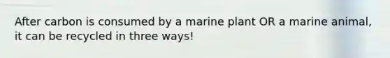 After carbon is consumed by a marine plant OR a marine animal, it can be recycled in three ways!