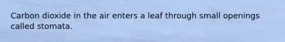 Carbon dioxide in the air enters a leaf through small openings called stomata.