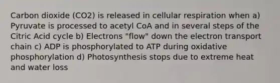 Carbon dioxide (CO2) is released in <a href='https://www.questionai.com/knowledge/k1IqNYBAJw-cellular-respiration' class='anchor-knowledge'>cellular respiration</a> when a) Pyruvate is processed to acetyl CoA and in several steps of the Citric Acid cycle b) Electrons "flow" down <a href='https://www.questionai.com/knowledge/k57oGBr0HP-the-electron-transport-chain' class='anchor-knowledge'>the electron transport chain</a> c) ADP is phosphorylated to ATP during <a href='https://www.questionai.com/knowledge/kFazUb9IwO-oxidative-phosphorylation' class='anchor-knowledge'>oxidative phosphorylation</a> d) Photosynthesis stops due to extreme heat and water loss