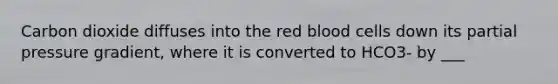 Carbon dioxide diffuses into the red blood cells down its partial pressure gradient, where it is converted to HCO3- by ___