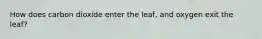 How does carbon dioxide enter the leaf, and oxygen exit the leaf?