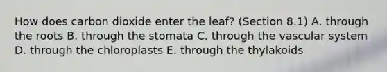 How does carbon dioxide enter the leaf? (Section 8.1) A. through the roots B. through the stomata C. through the vascular system D. through the chloroplasts E. through the thylakoids