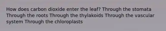 How does carbon dioxide enter the leaf? Through the stomata Through the roots Through the thylakoids Through the vascular system Through the chloroplasts