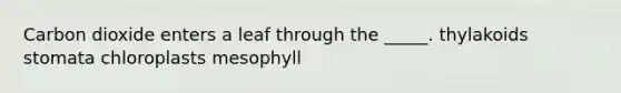 Carbon dioxide enters a leaf through the _____. thylakoids stomata chloroplasts mesophyll