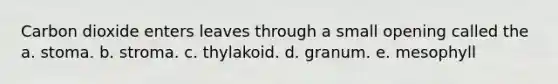 Carbon dioxide enters leaves through a small opening called the a. stoma. b. stroma. c. thylakoid. d. granum. e. mesophyll