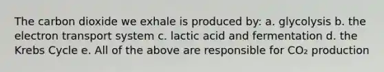 The carbon dioxide we exhale is produced by: a. glycolysis b. the electron transport system c. lactic acid and fermentation d. the Krebs Cycle e. All of the above are responsible for CO₂ production