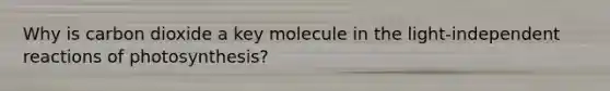 Why is carbon dioxide a key molecule in the light-independent reactions of photosynthesis?