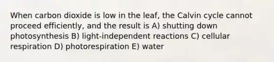 When carbon dioxide is low in the leaf, the Calvin cycle cannot proceed efficiently, and the result is A) shutting down photosynthesis B) light-independent reactions C) cellular respiration D) photorespiration E) water