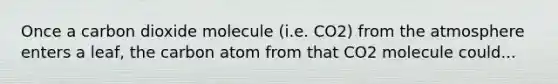 Once a carbon dioxide molecule (i.e. CO2) from the atmosphere enters a leaf, the carbon atom from that CO2 molecule could...