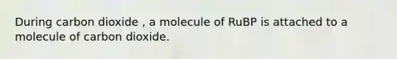 During carbon dioxide , a molecule of RuBP is attached to a molecule of carbon dioxide.