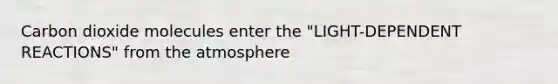 Carbon dioxide molecules enter the "LIGHT-DEPENDENT REACTIONS" from the atmosphere