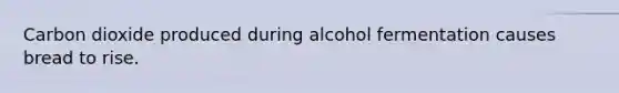 Carbon dioxide produced during alcohol fermentation causes bread to rise.