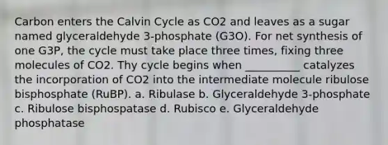 Carbon enters the Calvin Cycle as CO2 and leaves as a sugar named glyceraldehyde 3-phosphate (G3O). For net synthesis of one G3P, the cycle must take place three times, fixing three molecules of CO2. Thy cycle begins when __________ catalyzes the incorporation of CO2 into the intermediate molecule ribulose bisphosphate (RuBP). a. Ribulase b. Glyceraldehyde 3-phosphate c. Ribulose bisphospatase d. Rubisco e. Glyceraldehyde phosphatase