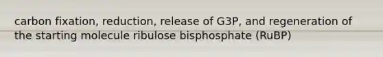 carbon fixation, reduction, release of G3P, and regeneration of the starting molecule ribulose bisphosphate (RuBP)