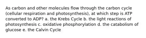 As carbon and other molecules flow through the carbon cycle (cellular respiration and photosynthesis), at which step is ATP converted to ADP? a. the Krebs Cycle b. the light reactions of photosynthesis c. oxidative phosphorylation d. the catabolism of glucose e. the Calvin Cycle