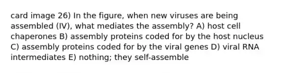 card image 26) In the figure, when new viruses are being assembled (IV), what mediates the assembly? A) host cell chaperones B) assembly proteins coded for by the host nucleus C) assembly proteins coded for by the viral genes D) viral RNA intermediates E) nothing; they self-assemble